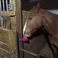 Игрушки для лошадей Игрушка денниковая HP Inc. Pas-a-Fier "Грызунец" с ароматом яблока